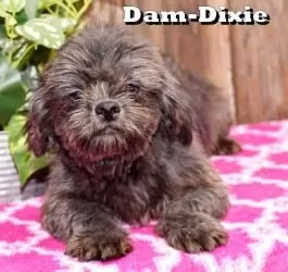 Puppy Name: Dixie
