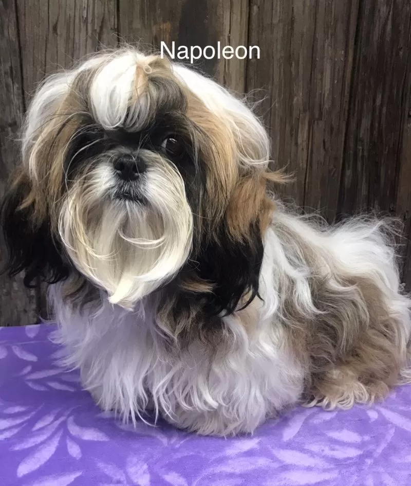 Puppy Name: Napoleon